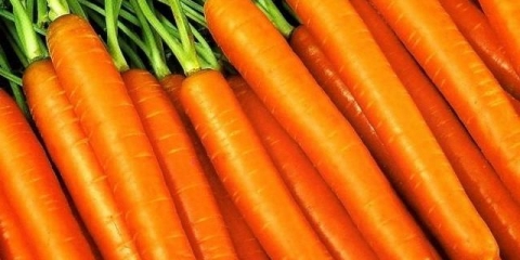 Mrkva losinoostrovskaya